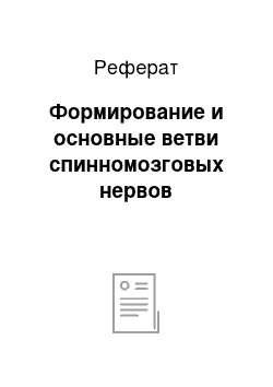 Реферат: Формирование и основные ветви спинномозговых нервов