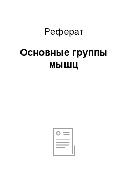 Реферат: Основные группы мышц