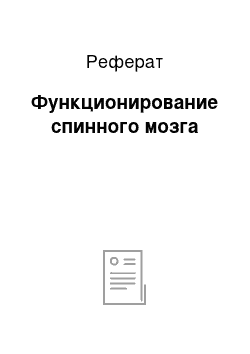 Реферат: Функционирование спинного мозга