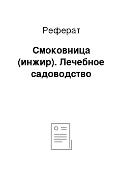 Реферат: Смоковница (инжир). Лечебное садоводство