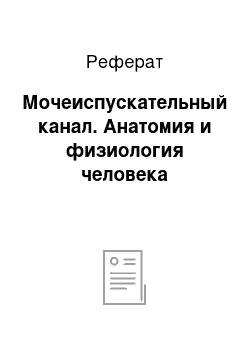 Реферат: Мочеиспускательный канал. Анатомия и физиология человека