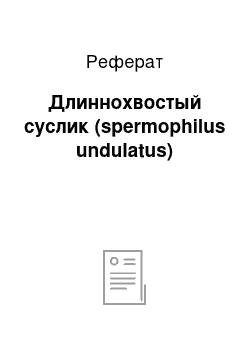 Реферат: Длиннохвостый суслик (spermophilus undulatus)