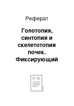 Реферат: Голотопия, синтопия и скелетотопия почек. Фиксирующий аппарат почек