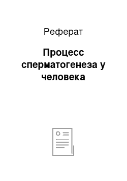 Реферат: Процесс сперматогенеза у человека