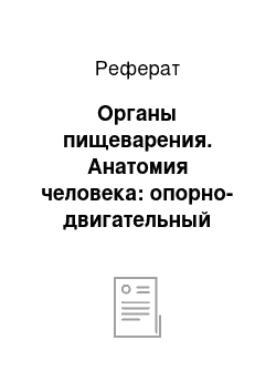 Реферат: Органы пищеварения. Анатомия человека: опорно-двигательный аппарат, сердечная система