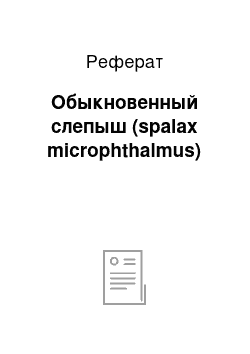 Реферат: Обыкновенный слепыш (spalax microphthalmus)