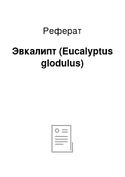 Реферат: Эвкалипт (Eucalyptus glodulus)