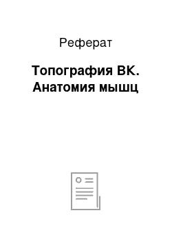 Реферат: Топография ВК. Анатомия мышц