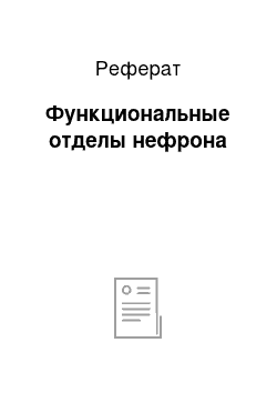 Реферат: Функциональные отделы нефрона