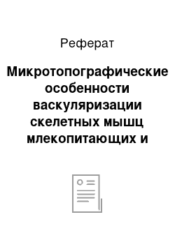 Реферат: Микротопографические особенности васкуляризации скелетных мышц млекопитающих и человека в связи с задачами хирургии мышц