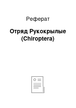 Реферат: Отряд Рукокрылые (Chiroptera)