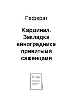 Реферат: Кардинал. Закладка виноградника привитыми саженцами