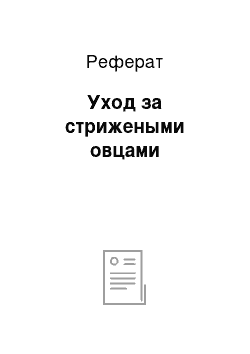 Реферат: Уход за стрижеными овцами