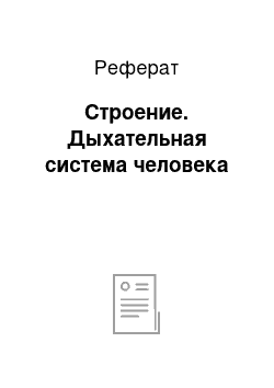 Реферат: Строение. Дыхательная система человека