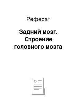 Реферат: Задний мозг. Строение головного мозга