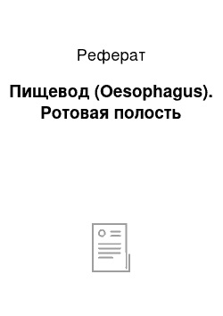 Реферат: Пищевод (Oesophagus). Ротовая полость