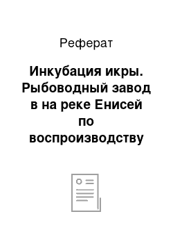 Реферат: Инкубация икры. Рыбоводный завод в на реке Енисей по воспроизводству сибирского осетра, мощностью 2 млн.молоди в год