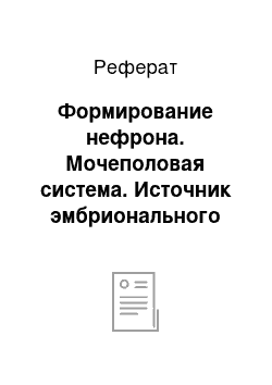 Реферат: Формирование нефрона. Мочеполовая система. Источник эмбрионального развития. Факторы половой дифференцировки