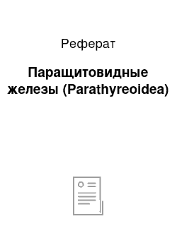 Реферат: Паращитовидные железы (Parathyreoidea)