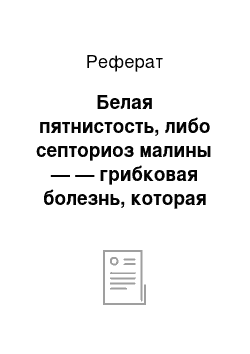 Реферат: Белая пятнистость, либо септориоз малины — — грибковая болезнь, которая распространена повсюду. Вирусные и грибковые заболевания малины сильнее обнаруживают себя в сырые и ненастные годы. Возбудитель болезни — грибы рода Septoria