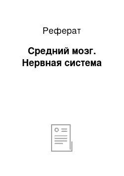 Реферат: Средний мозг. Нервная система