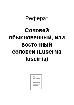 Реферат: Соловей обыкновенный, или восточный соловей (Luscinia luscinia)